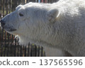 Polar bear peace at Tobe Zoo 137565596