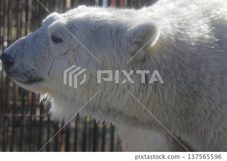 托比動物園的北極熊和平相處 137565596