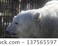 Polar bear peace at Tobe Zoo 137565597