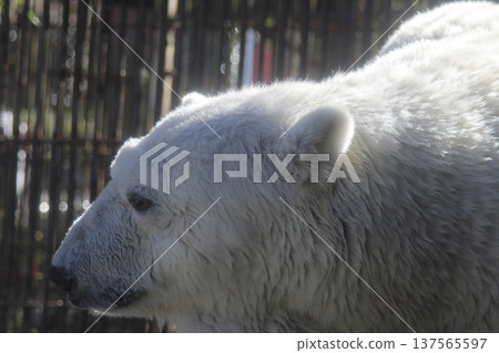 Polar bear peace at Tobe Zoo 137565597