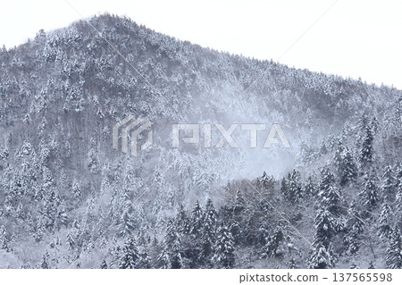 雪煙在覆蓋著霜雪的原始森林中飄舞 雪煙在覆蓋著霜雪的原始森林中飄舞 137565598