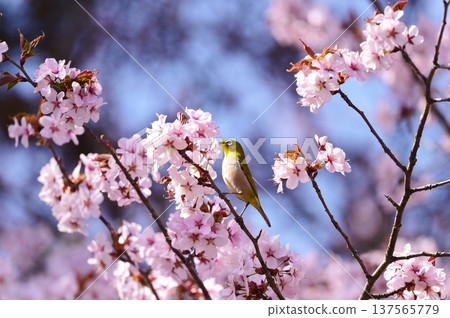 Breathe in cherry blossoms in full bloom 137565779