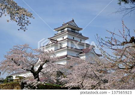 福島縣會津若松市-敦賀城天守閣與櫻花,2011年4月,春季,紅瓦屋頂翻新後不久 福島縣會津若松市-敦賀城天守閣與櫻花,2011年4月,春季,紅瓦屋頂翻新後不久 137565923