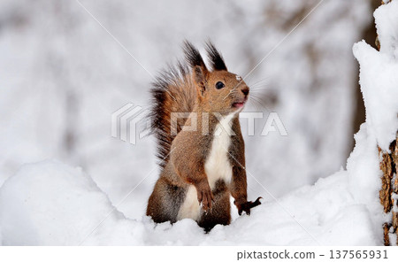 A Hokkaido squirrel hesitates to climb a tree in the snow 137565931