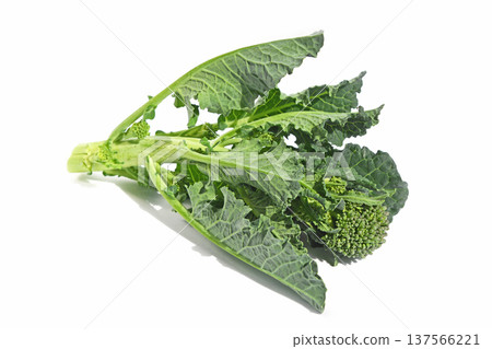 油菜花（阿萊塔） 137566221