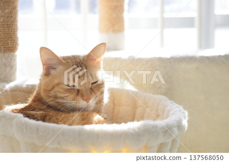 貓親子日常風景 137568050