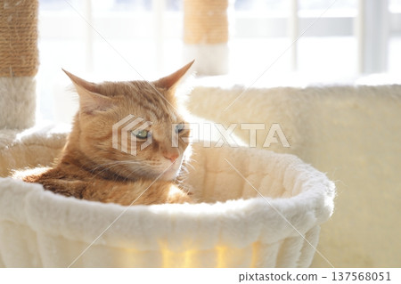 貓親子日常風景 137568051