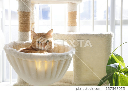 Daily scenery of cat parent and child Daily scenery of cat parent and child 137568055