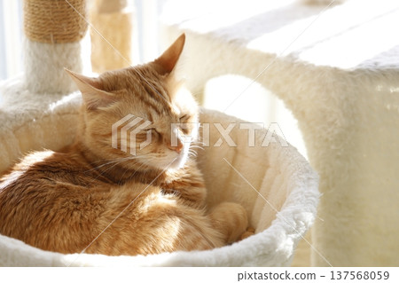 Daily scenery of cat parent and child 137568059