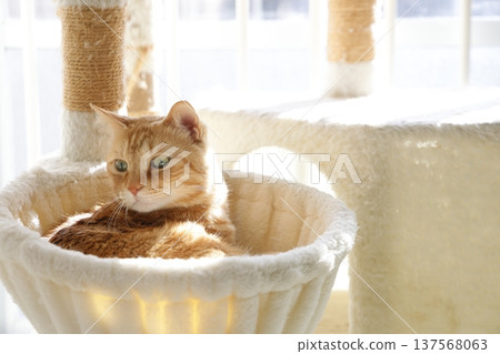 貓親子日常風景 137568063