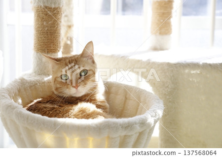 Daily scenery of cat parent and child 137568064