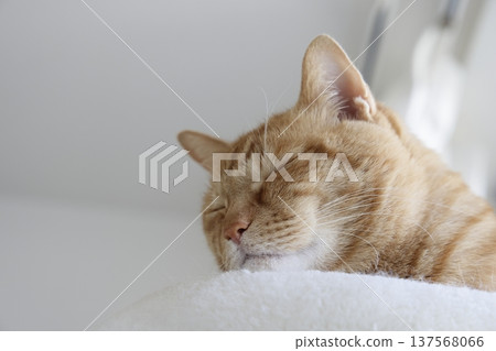 Daily scenery of cat parent and child Daily scenery of cat parent and child 137568066