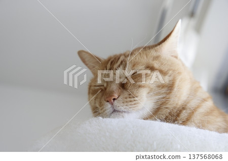 Daily scenery of cat parent and child Daily scenery of cat parent and child 137568068