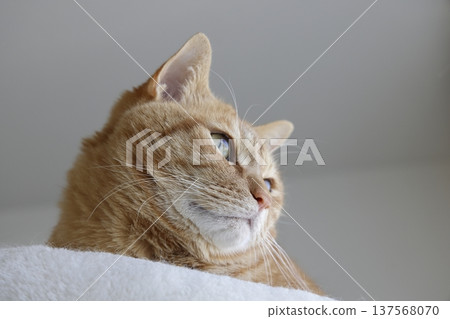 Daily scenery of cat parent and child Daily scenery of cat parent and child 137568070