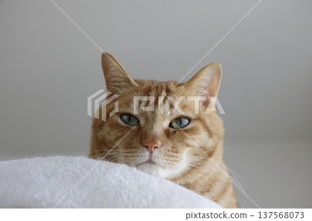 Daily scenery of cat parent and child 137568073