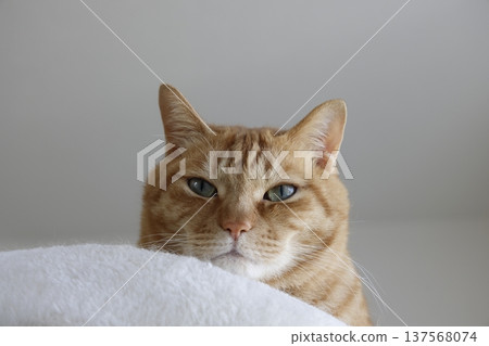 Daily scenery of cat parent and child Daily scenery of cat parent and child 137568074