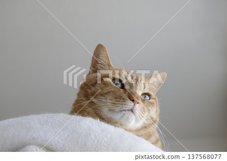 貓親子日常風景 貓親子日常風景 137568077