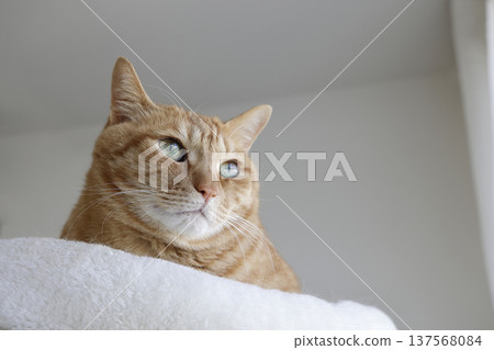 Daily scenery of cat parent and child Daily scenery of cat parent and child 137568084