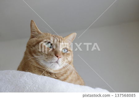 Daily scenery of cat parent and child Daily scenery of cat parent and child 137568085