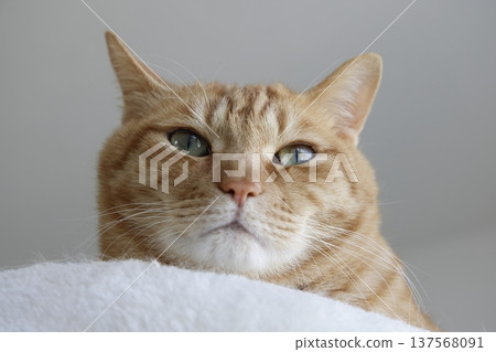 Daily scenery of cat parent and child 137568091