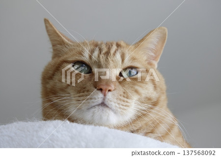 Daily scenery of cat parent and child 137568092