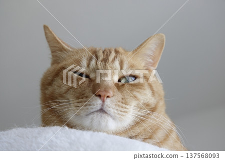 Daily scenery of cat parent and child Daily scenery of cat parent and child 137568093