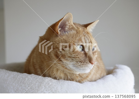 貓親子日常風景 137568095