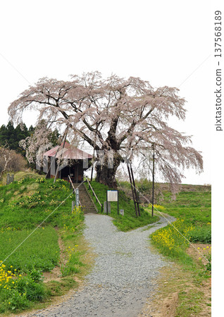 福島縣郡山市中田町上石不動櫻 福島縣郡山市中田町上石不動櫻 137568189