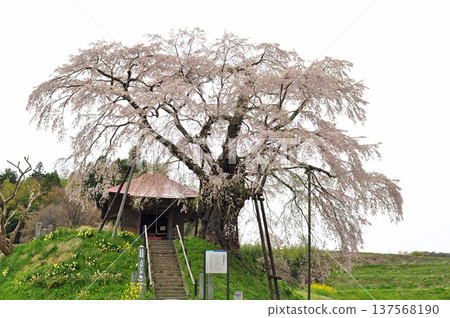 Fudozakura of Kamiishi, Nakata-cho, Koriyama City, Fukushima Prefecture Fudozakura of Kamiishi, Nakata-cho, Koriyama City, Fukushima Prefecture 137568190