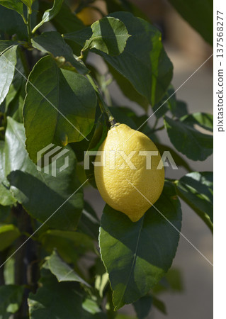 Lemon fruit Lemon fruit 137568277