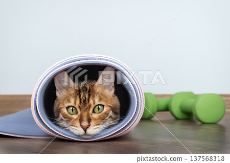 Bengal cat inside rolled yoga mat with green dumbbells 137568318