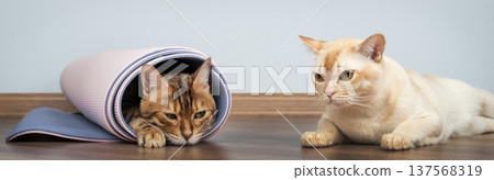 Bengal cat in rolled yoga mat with Burmese cat at home 137568319