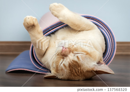 Sleeping Burmese cat upside down in rolled yoga mat 137568320