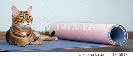 Bengal cat lying near rolled yoga mat Bengal cat lying near rolled yoga mat 137568321