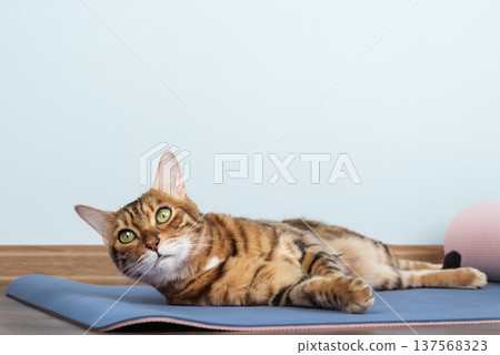 Bengal cat on yoga mat 137568323