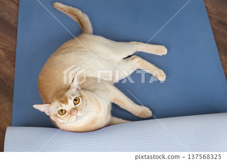 Burmese cat lying on yoga mat 137568325