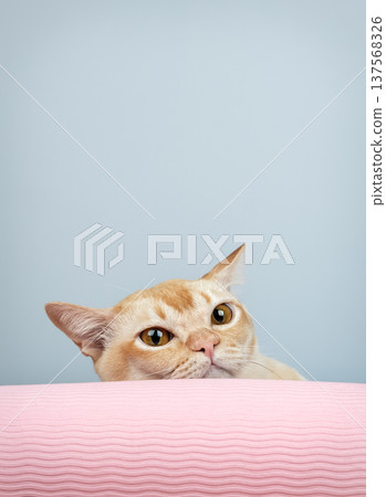 Burmese cat peeking over yoga mat 137568326