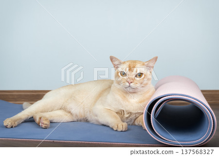 Burmese cat lying on yoga mat indoors 137568327