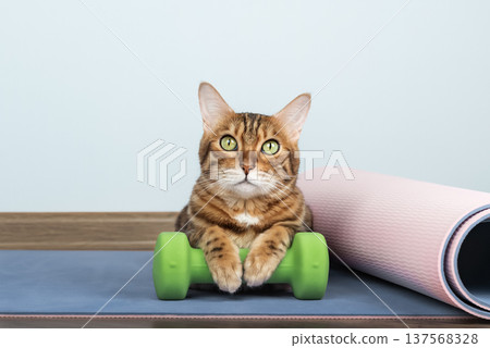 Bengal cat with dumbbell on yoga mat Bengal cat with dumbbell on yoga mat 137568328