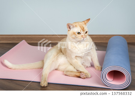 Burmese cat sitting on yoga mat Burmese cat sitting on yoga mat 137568332