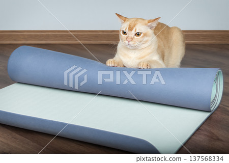 Burmese cat behind rolled yoga mat 137568334