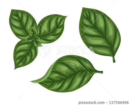 Basil leaves set vector food illustration top view for market design. Herbal ingredient in cartoon doodle style for vegetable menu. Healthy plant for cooking template or mediterranean cuisine element. Basil leaves set vector food illustration top view for market design. Herbal ingredient in cartoon doodle style for vegetable menu. Healthy plant for cooking template or mediterranean cuisine element. 137568406