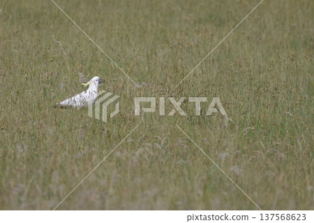 Greater sulphur-crested cockatoo. Greater sulphur-crested cockatoo. 137568623