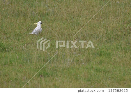 Greater sulphur-crested cockatoo. Greater sulphur-crested cockatoo. 137568625