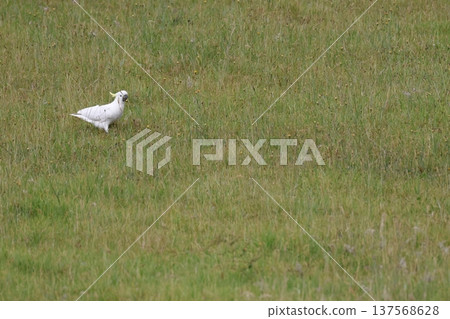 Greater sulphur-crested cockatoo. 137568628