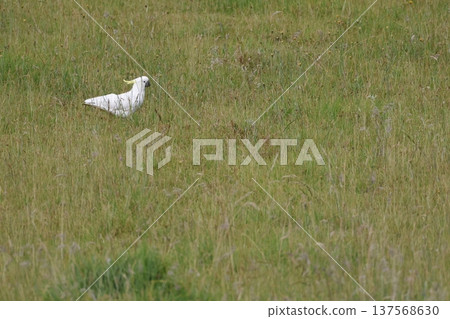 Greater sulphur-crested cockatoo. 137568630