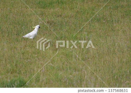 Greater sulphur-crested cockatoo. Greater sulphur-crested cockatoo. 137568631