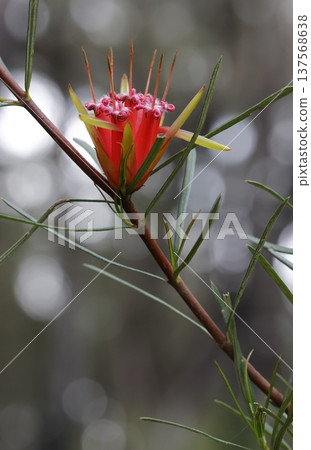 Flower of mountain devil. Flower of mountain devil. 137568638