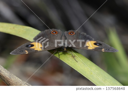 Swordgrass brown Tisiphone abeona. Swordgrass brown Tisiphone abeona. 137568648
