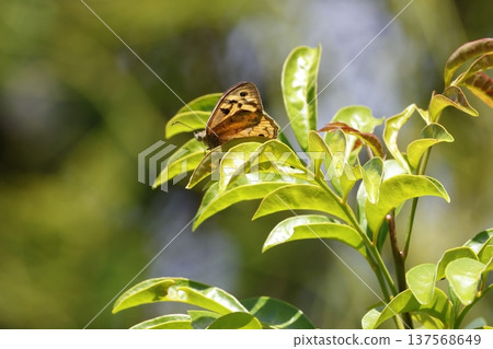 Male common brown 137568649